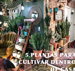 5 PLANTAS PARA CULTIVAR DENTRO DE CASA